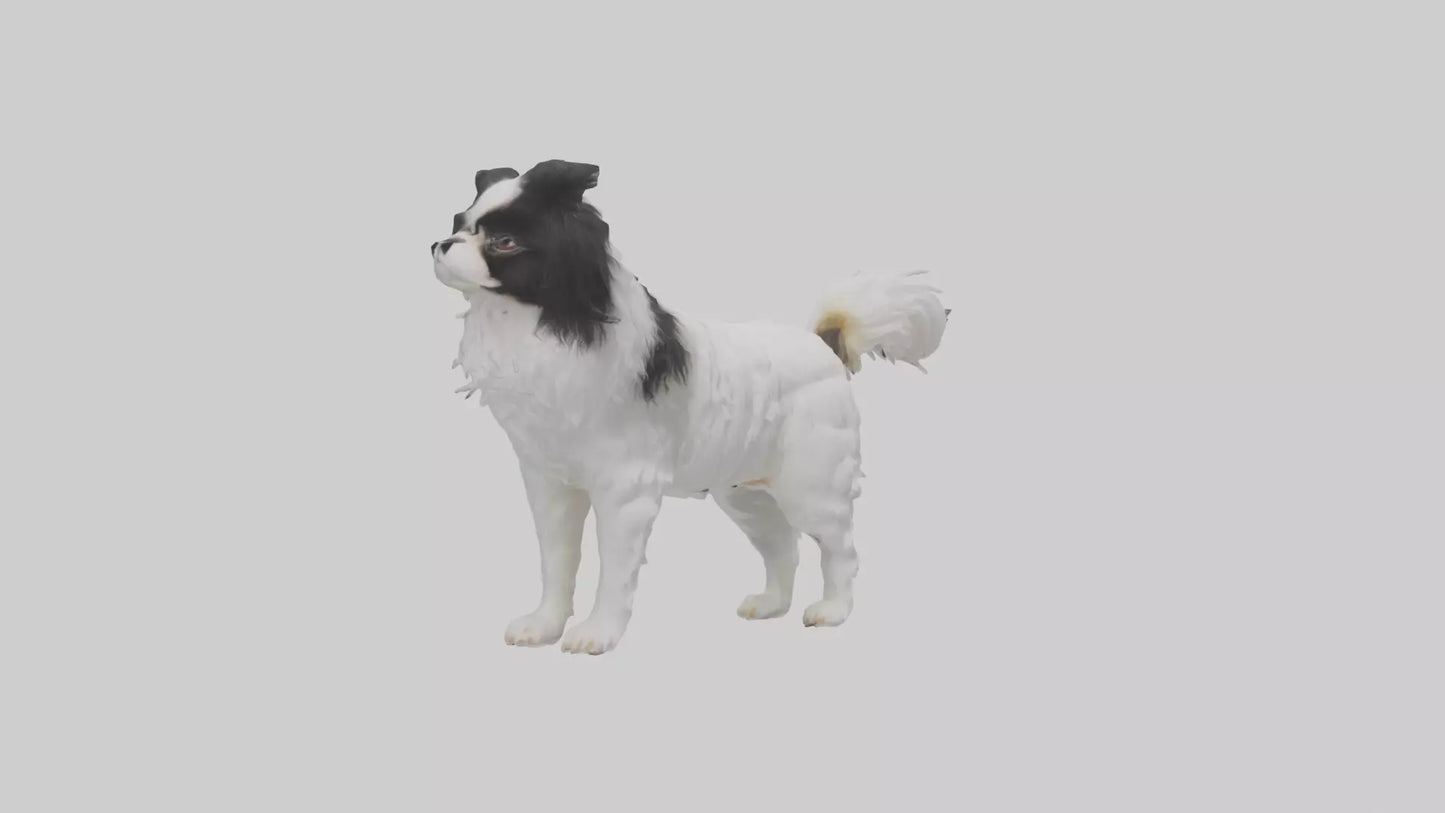 Japanese Chin standing model VR / AR / low-poly