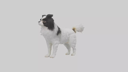 Japanese Chin standing model VR / AR / low-poly