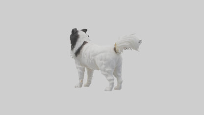 Japanese Chin standing model VR / AR / low-poly