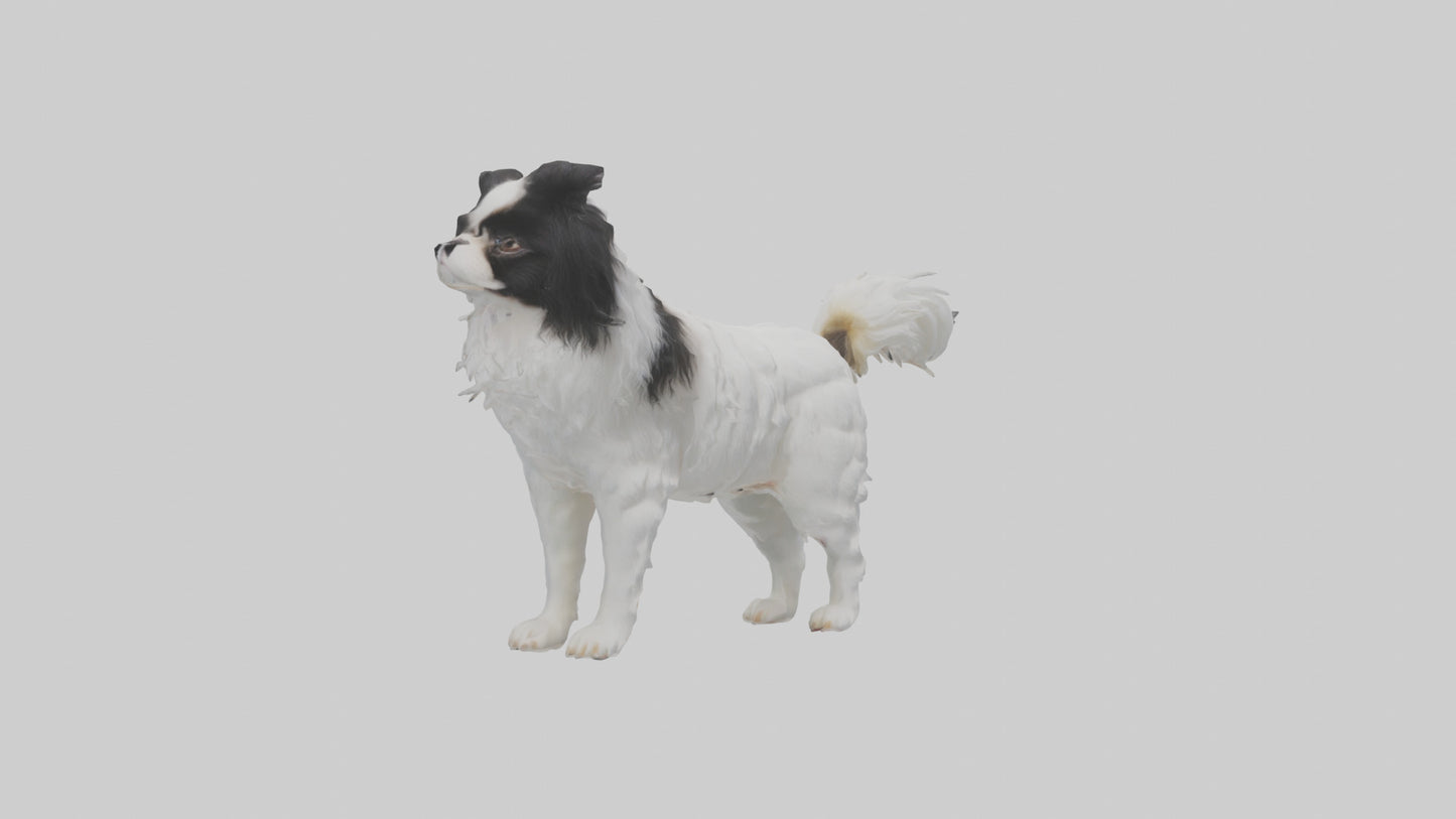 Japanese Chin standing model VR / AR / low-poly