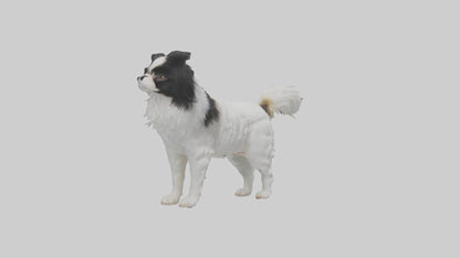 Japanese Chin standing model VR / AR / low-poly