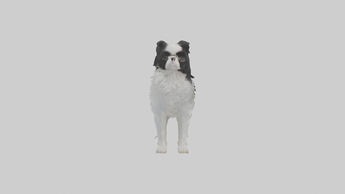 Japanese Chin standing model VR / AR / low-poly