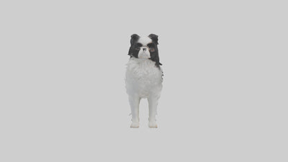 Japanese Chin standing model VR / AR / low-poly