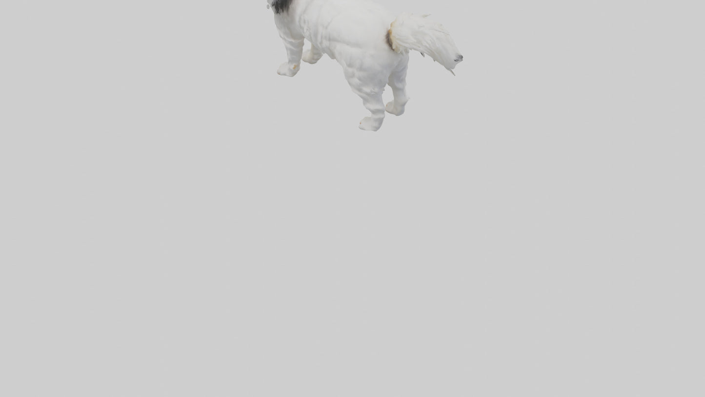 Japanese Chin standing model VR / AR / low-poly