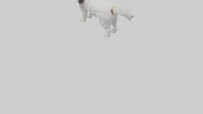 Japanese Chin standing model VR / AR / low-poly