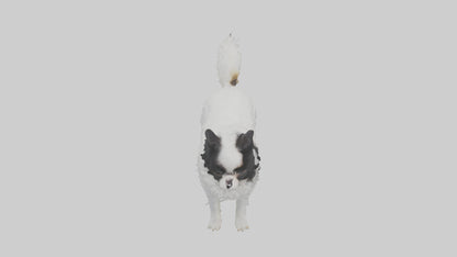 Japanese Chin standing model VR / AR / low-poly