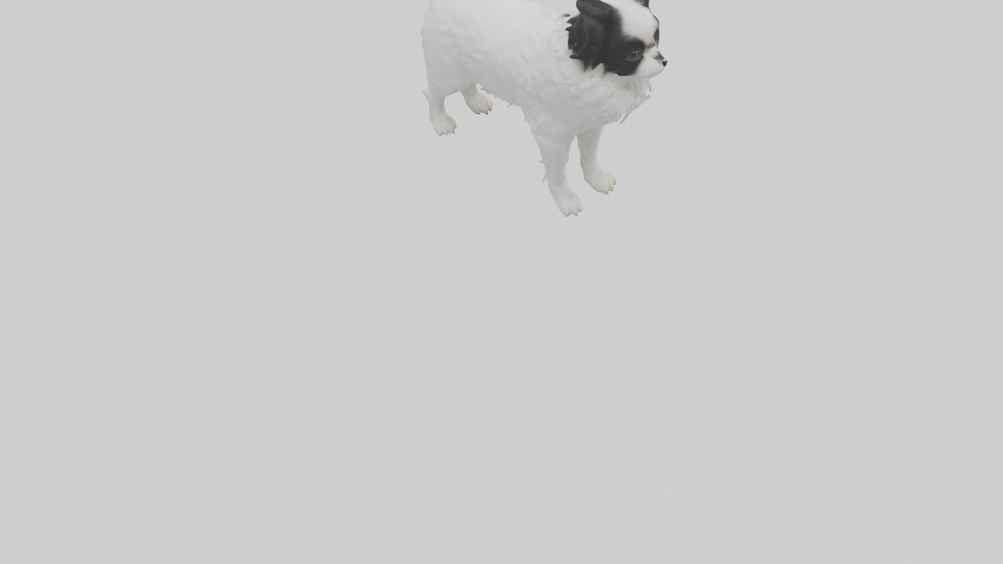 Japanese Chin standing model VR / AR / low-poly