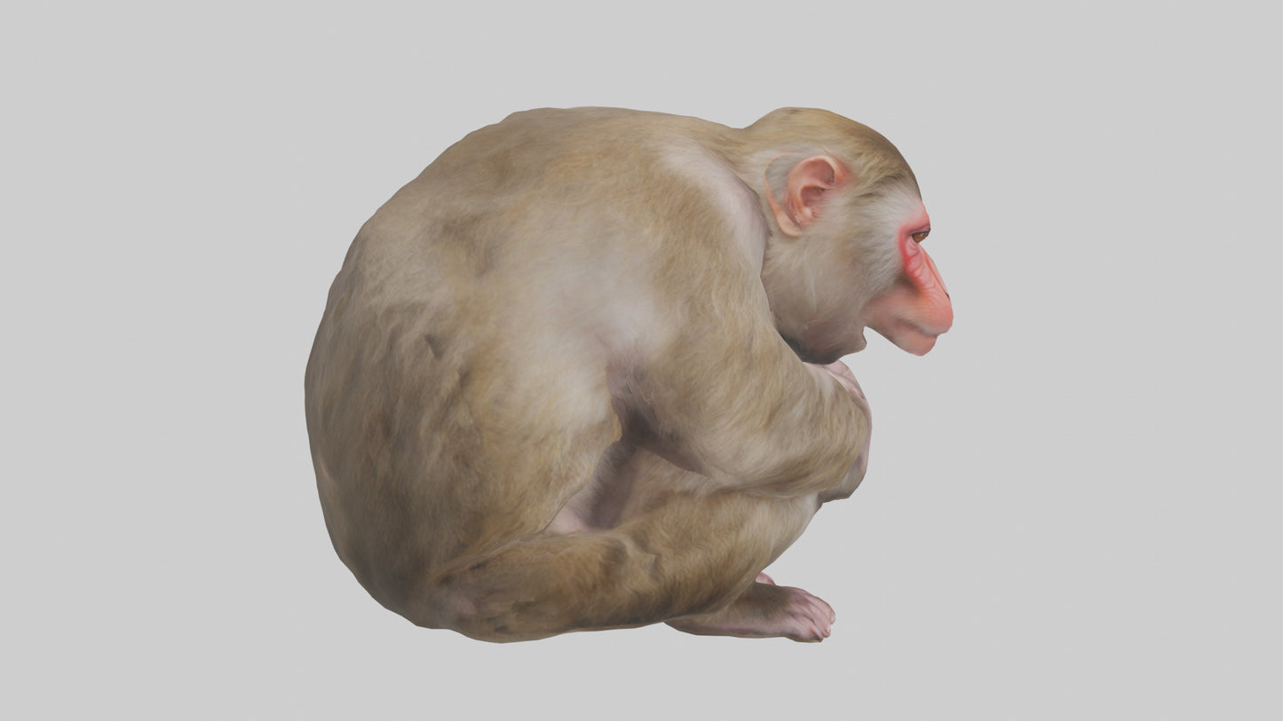 Japanese Macaque grooming model VR / AR / low-poly
