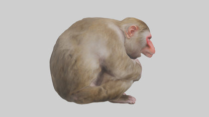 Japanese Macaque grooming model VR / AR / low-poly