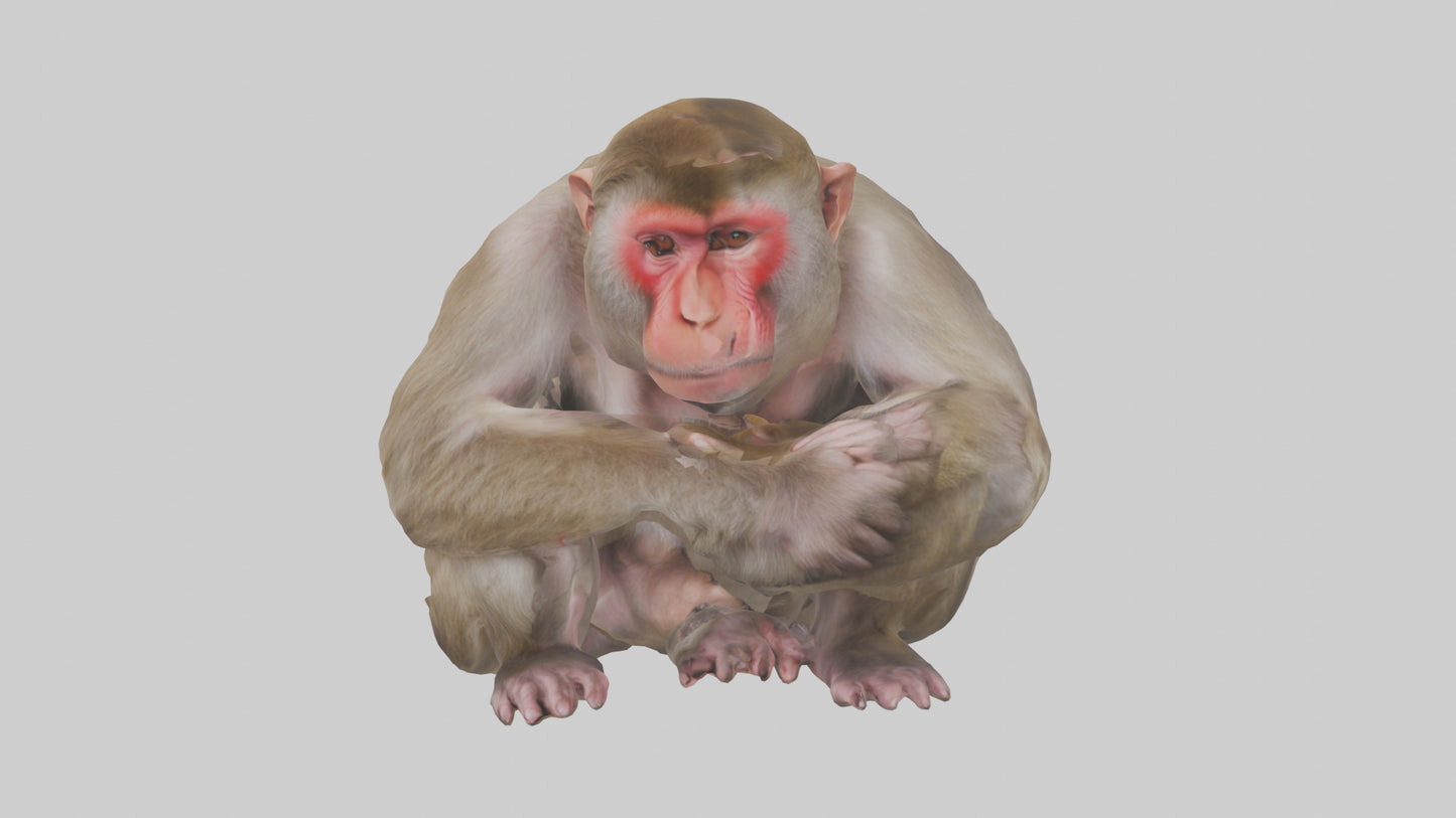 Japanese Macaque grooming model VR / AR / low-poly