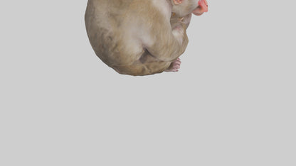 Japanese Macaque grooming model VR / AR / low-poly