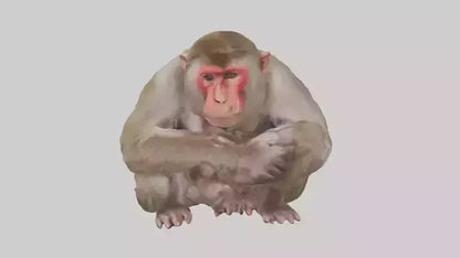 Japanese Macaque grooming model VR / AR / low-poly