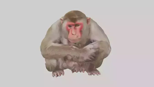 Japanese Macaque grooming model VR / AR / low-poly