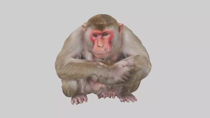 Japanese Macaque grooming model VR / AR / low-poly