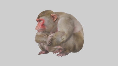 Japanese Macaque grooming model VR / AR / low-poly