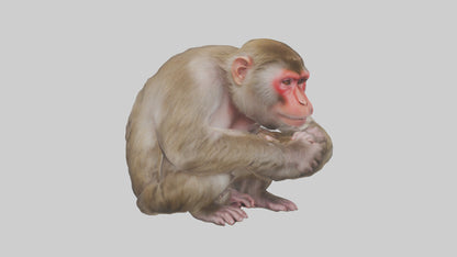 Japanese Macaque grooming model VR / AR / low-poly