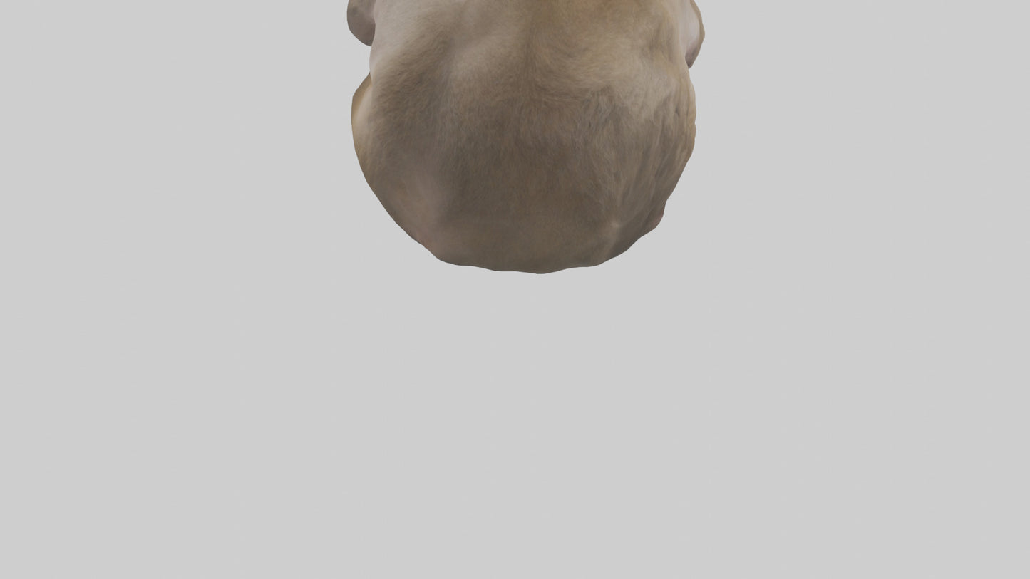 Japanese Macaque grooming model VR / AR / low-poly