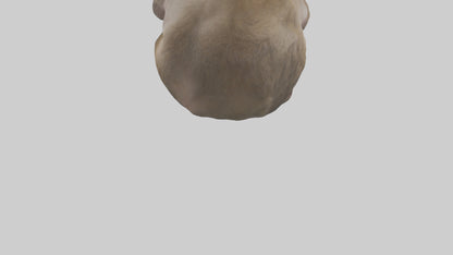 Japanese Macaque grooming model VR / AR / low-poly