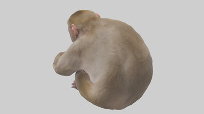 Japanese Macaque grooming model VR / AR / low-poly