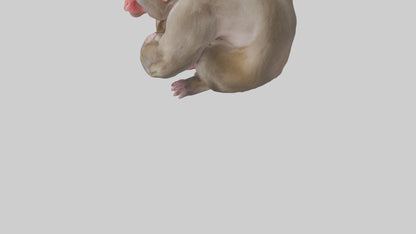 Japanese Macaque grooming model VR / AR / low-poly