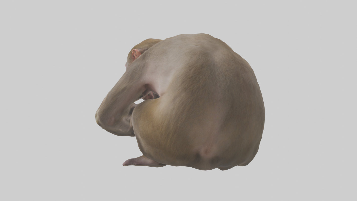 Japanese Macaque grooming model VR / AR / low-poly