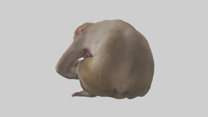 Japanese Macaque grooming model VR / AR / low-poly
