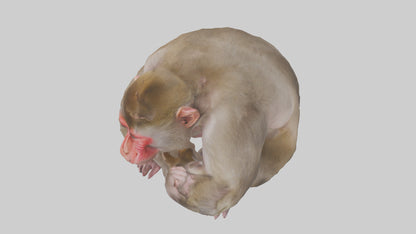 Japanese Macaque grooming model VR / AR / low-poly