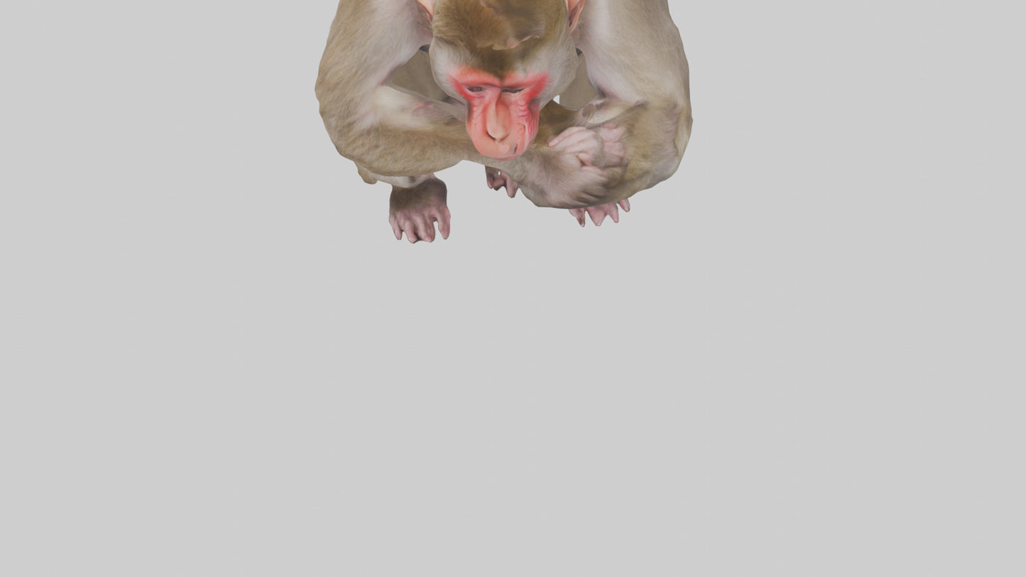 Japanese Macaque grooming model VR / AR / low-poly