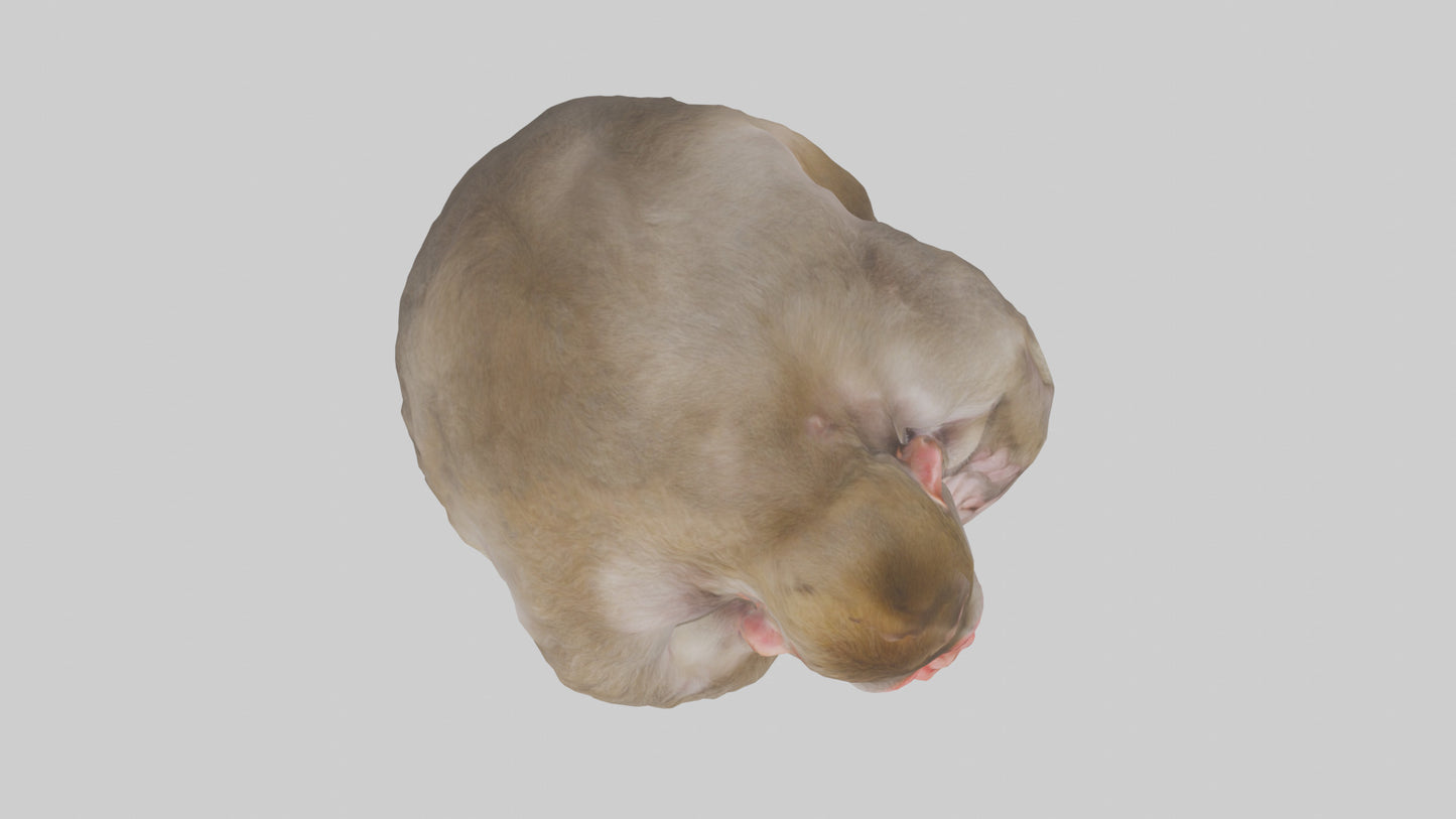 Japanese Macaque grooming model VR / AR / low-poly