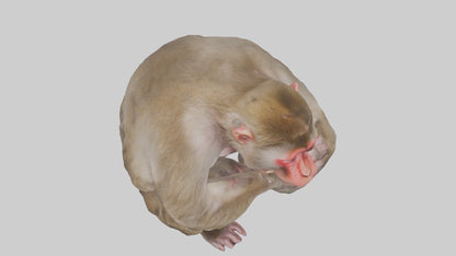 Japanese Macaque grooming model VR / AR / low-poly