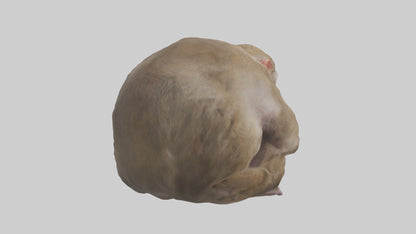 Japanese Macaque grooming model VR / AR / low-poly
