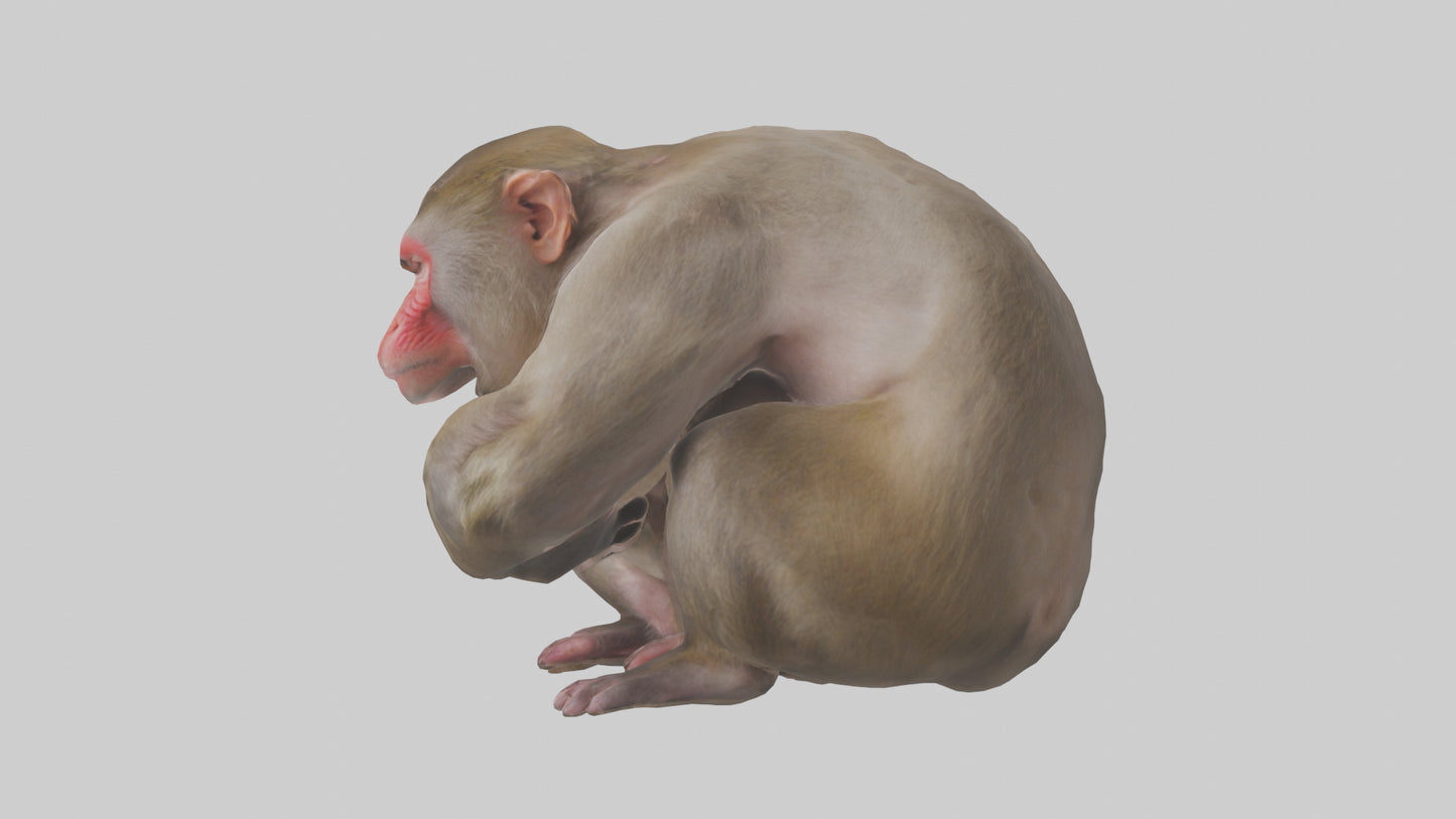 Japanese Macaque grooming model VR / AR / low-poly