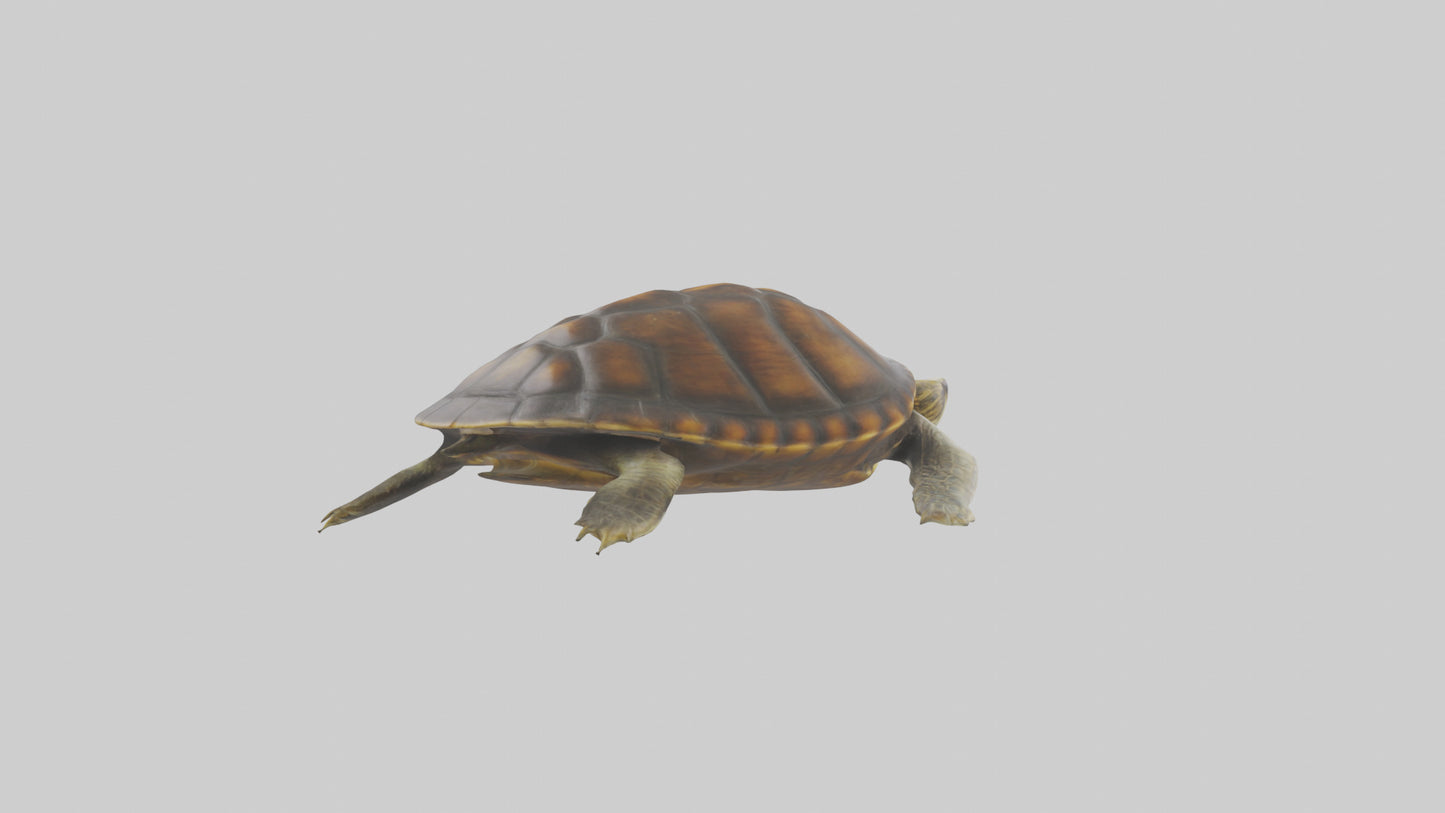 Japanese Pond Turtle swimming model VR / AR / low-poly
