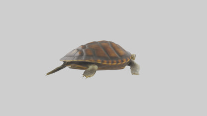 Japanese Pond Turtle swimming model VR / AR / low-poly