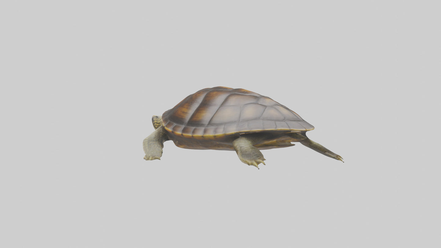 Japanese Pond Turtle swimming model VR / AR / low-poly