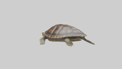 Japanese Pond Turtle swimming model VR / AR / low-poly