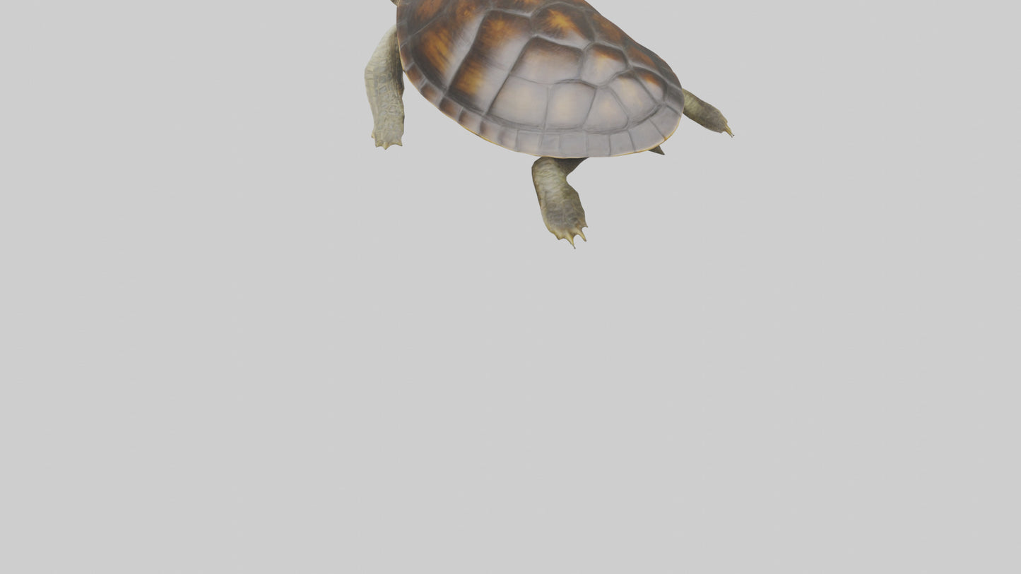 Japanese Pond Turtle swimming model VR / AR / low-poly