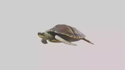 Japanese Pond Turtle swimming model VR / AR / low-poly