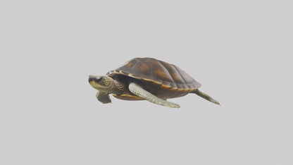 Japanese Pond Turtle swimming model VR / AR / low-poly