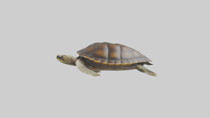 Japanese Pond Turtle swimming model VR / AR / low-poly