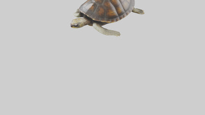 Japanese Pond Turtle swimming model VR / AR / low-poly