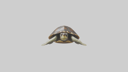 Japanese Pond Turtle swimming model VR / AR / low-poly