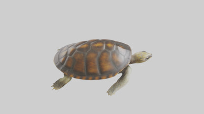 Japanese Pond Turtle swimming model VR / AR / low-poly