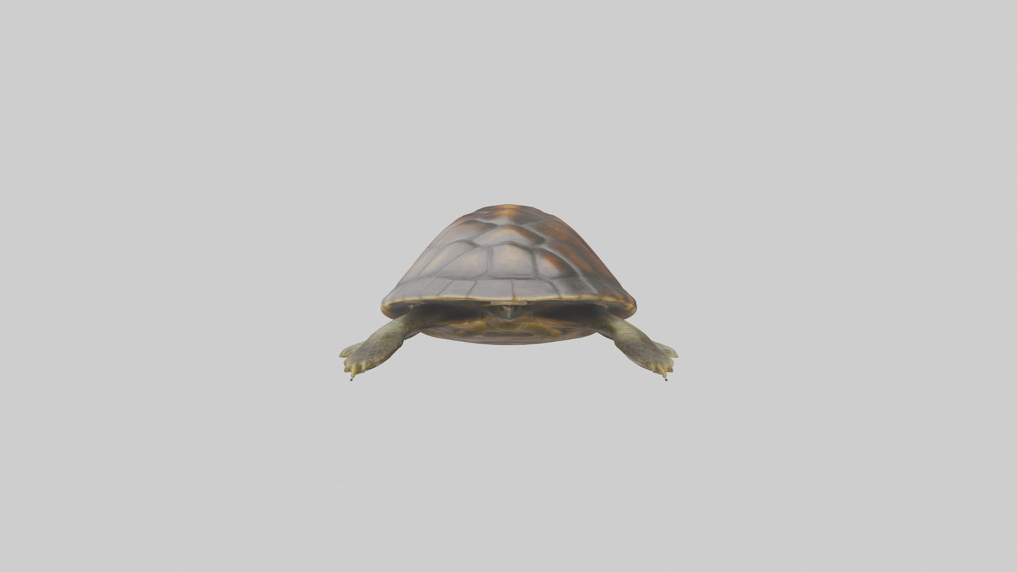Japanese Pond Turtle swimming model VR / AR / low-poly