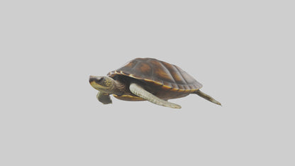 Japanese Pond Turtle swimming model VR / AR / low-poly