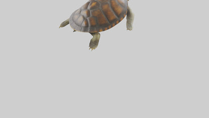 Japanese Pond Turtle swimming model VR / AR / low-poly