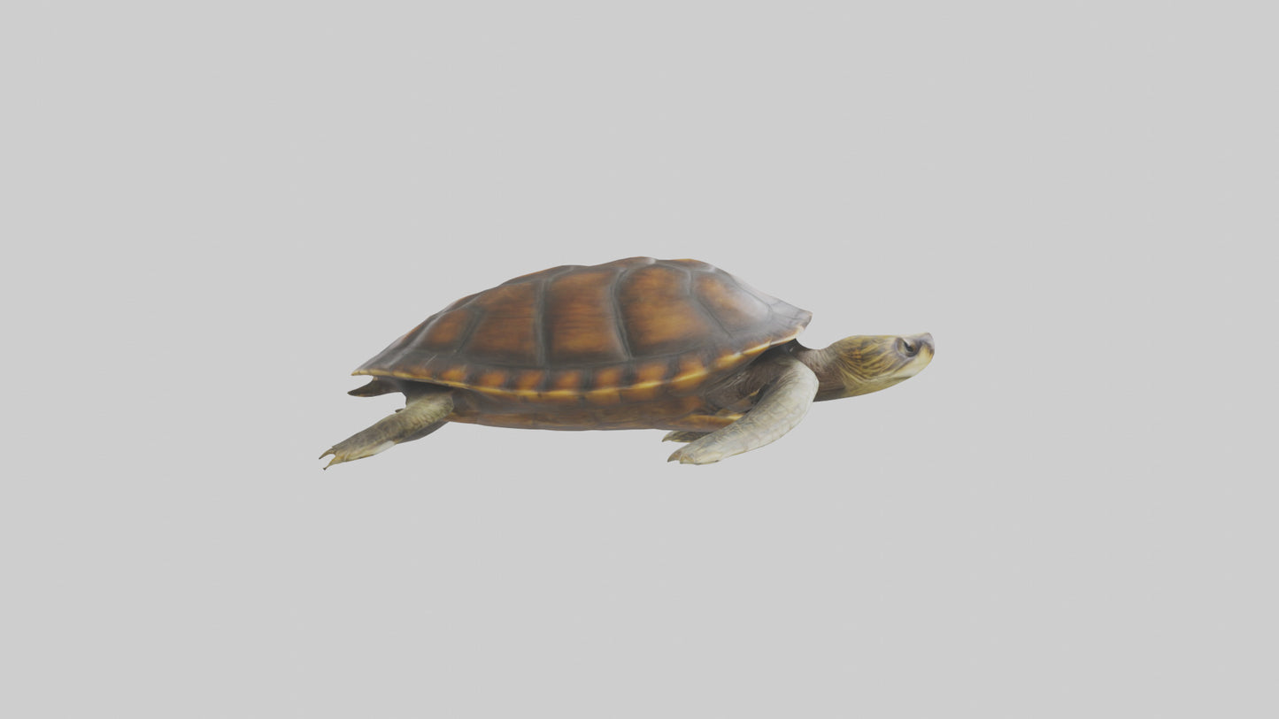 Japanese Pond Turtle swimming model VR / AR / low-poly