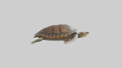 Japanese Pond Turtle swimming model VR / AR / low-poly