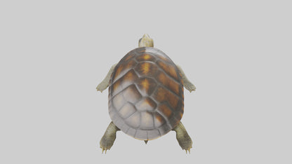 Japanese Pond Turtle swimming model VR / AR / low-poly