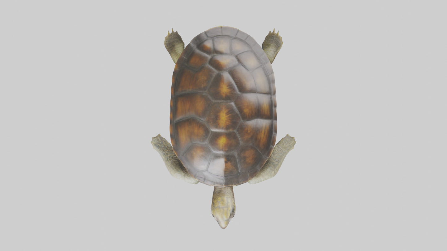 Japanese Pond Turtle swimming model VR / AR / low-poly